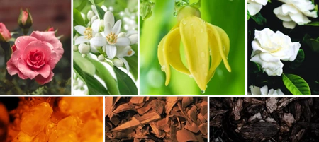 REINE DE SABA BEAUTE DE REINE