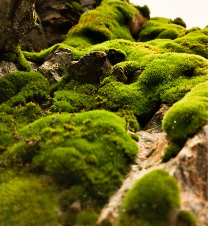 ANFAS GHALA EDP Perfumy niszowe