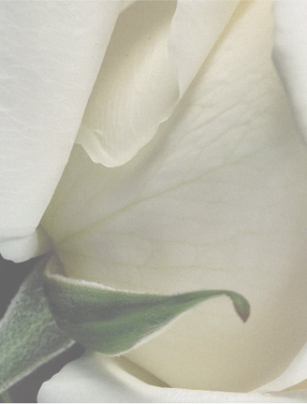 ANFAS GHALA EDP Perfumy niszowe